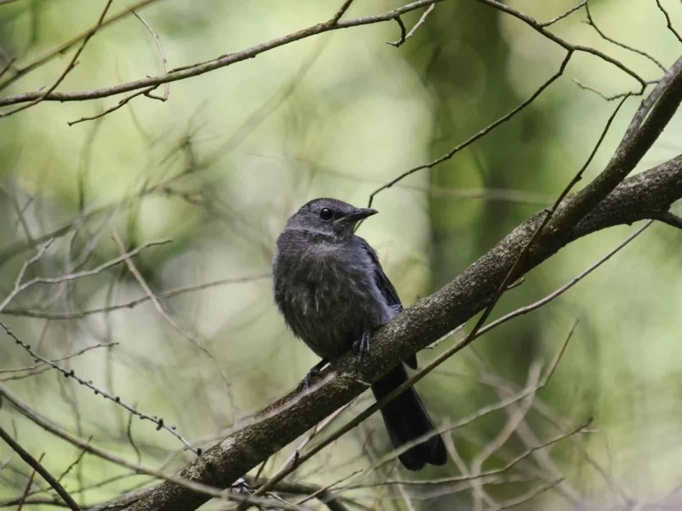 Our Niagara: The Gray Catbird