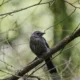 Our Niagara: The Gray Catbird