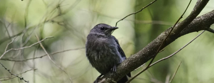 Our Niagara: The Gray Catbird